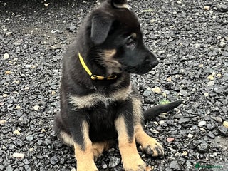 German Shepherd dogs German Shepherd pups Black&Sable.. LAST BITCH💕 - Advert 12