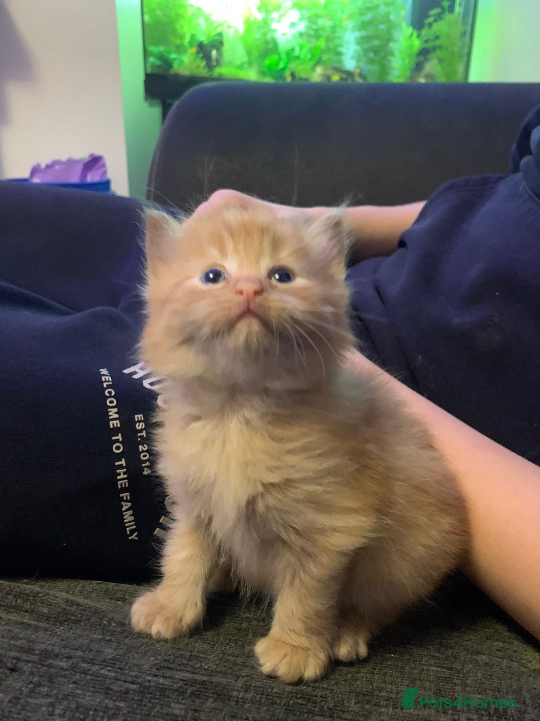 Maine Coon cats for sale: 2 Maine coon cross kittens - Advert 4