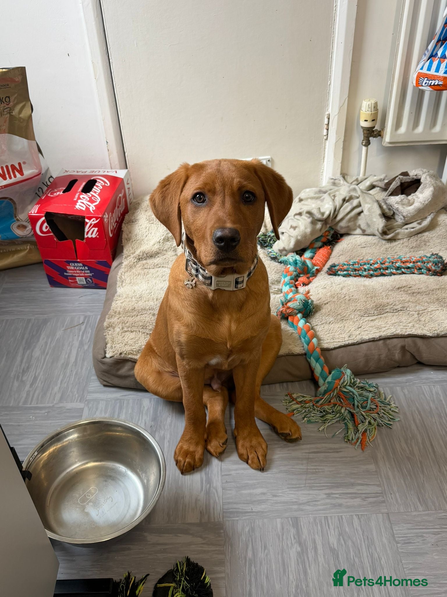 Labrador Retriever dogs Fox red Labrador  - Advert 6