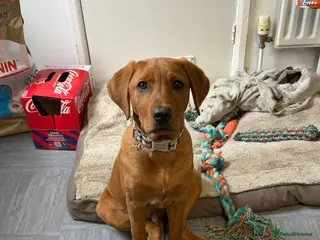 Labrador Retriever dogs Fox red Labrador - Advert 6