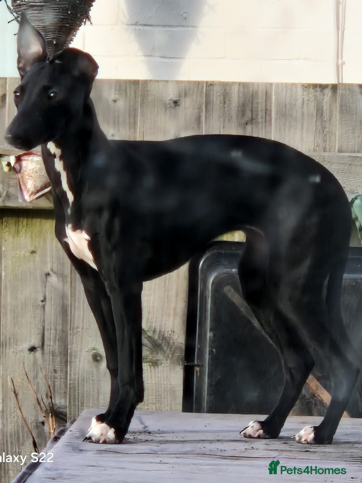 Mixed Breed dogs Bedlington Whippets - Advert 1