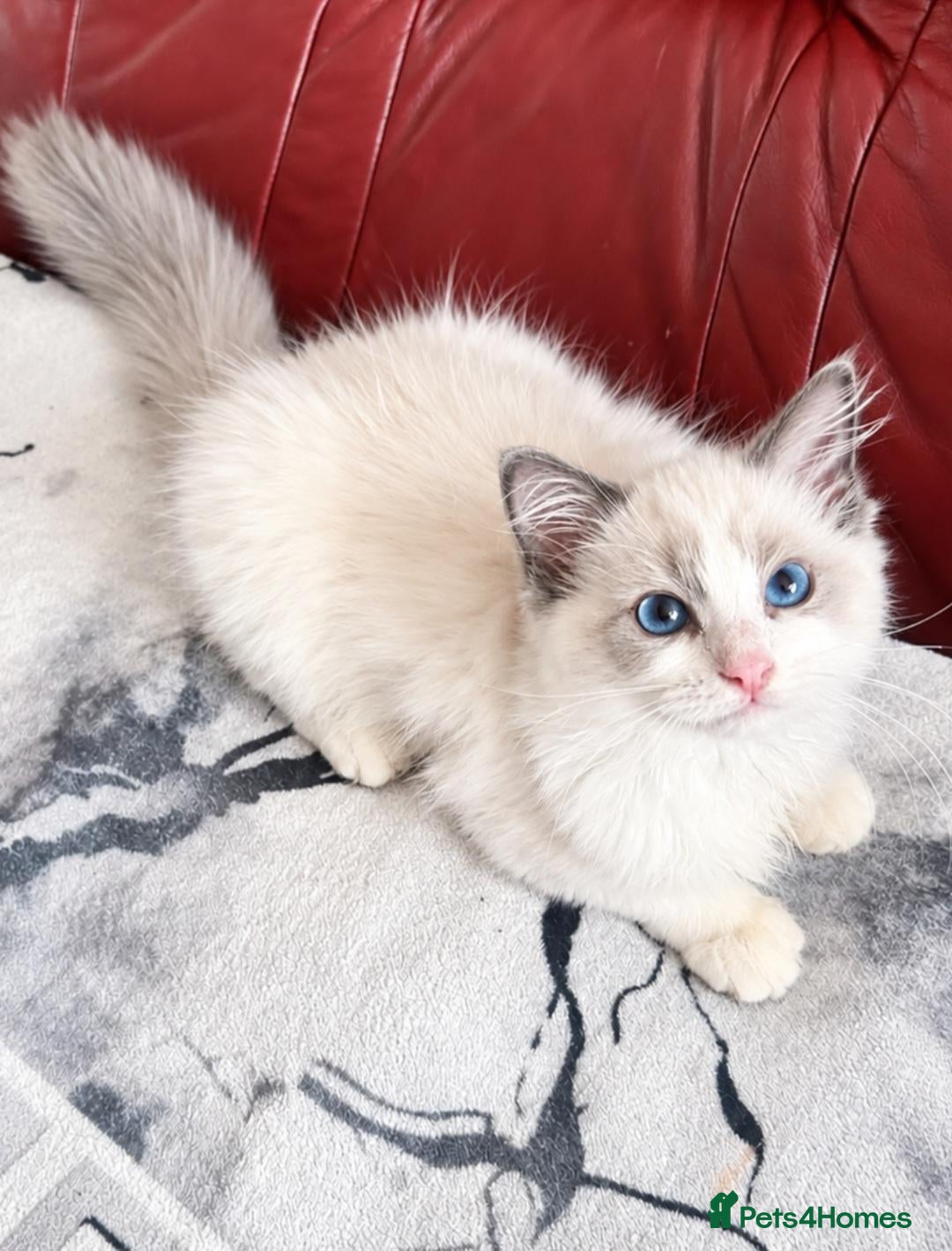 Ragdoll cats Beautiful Ragdoll kittens  - Advert 11