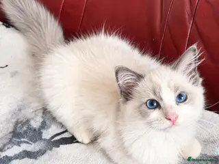 Ragdoll cats Beautiful Ragdoll kittens - Advert 11
