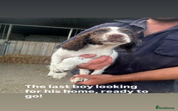 English Springer Spaniel dogs for sale: Last springer pup remaining  in Rugby - Image 1