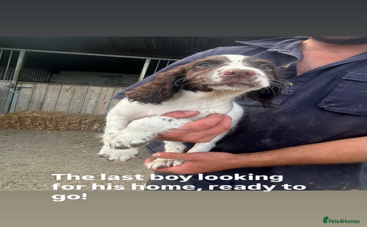 English Springer Spaniel dogs in Rugby - Advert 2