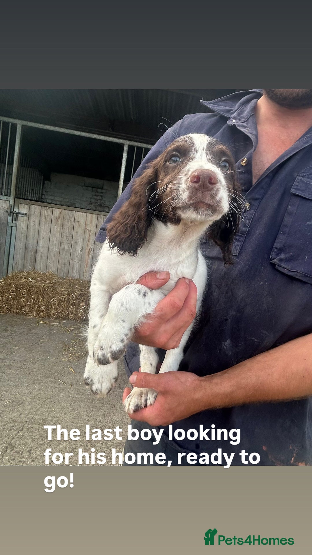 English Springer Spaniel dogs for sale: Last springer pup remaining  in Rugby - Image 1