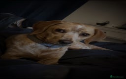 Mixed Breed dogs for sale: Forever home - Image 1