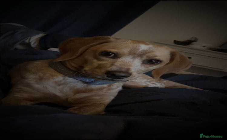 Mixed Breed dogs - Advert 6