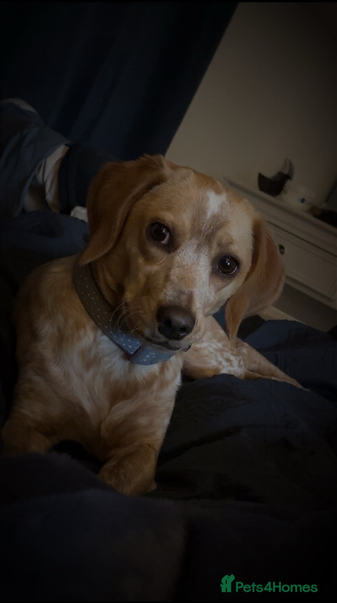 Mixed Breed dogs for sale: Forever home - Image 1