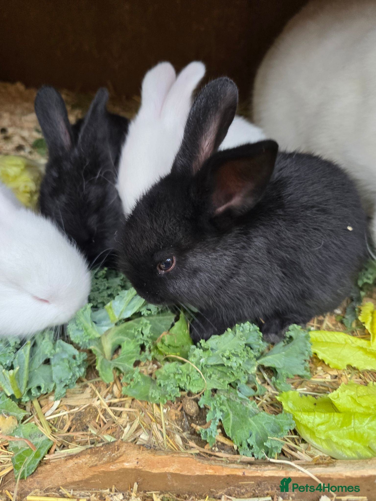 Continental Giant rabbits Continental Giant Rabbit Kits Bookings Now Open 🐰 - Advert 2