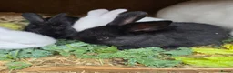 Continental Giant rabbits for sale: Continental Giant Rabbit Kits Bookings Now Open 🐰 - Advert 28