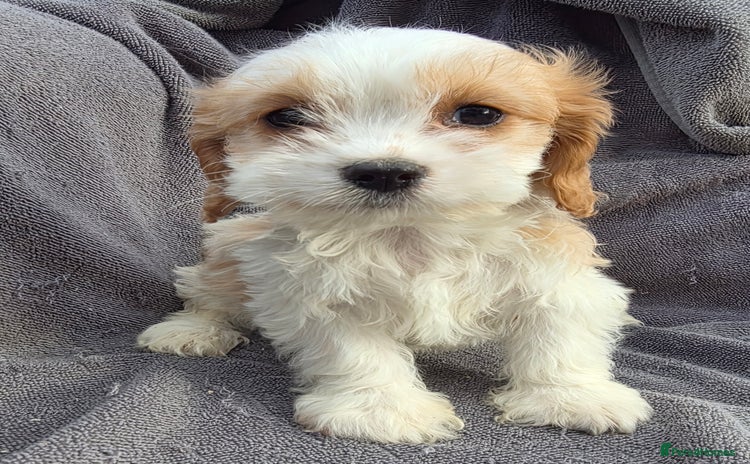 Cavapoo dogs - Advert 4