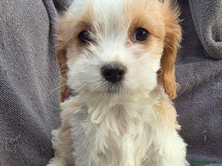 Cavapoo dogs - Advert 4