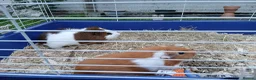 Guinea Pig rodents for sale: Two guinea pig  in Carlisle - Advert 2