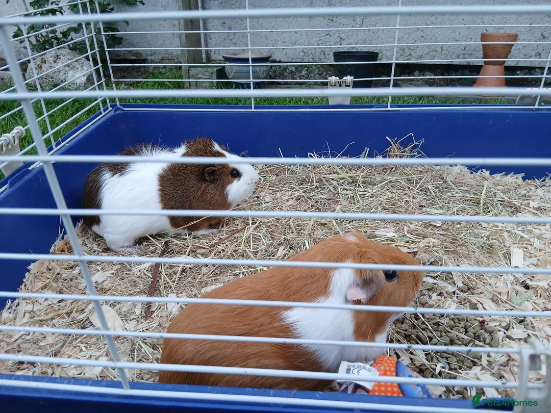 Guinea Pig rodents for sale: Two guinea pig  in Carlisle - Advert 2