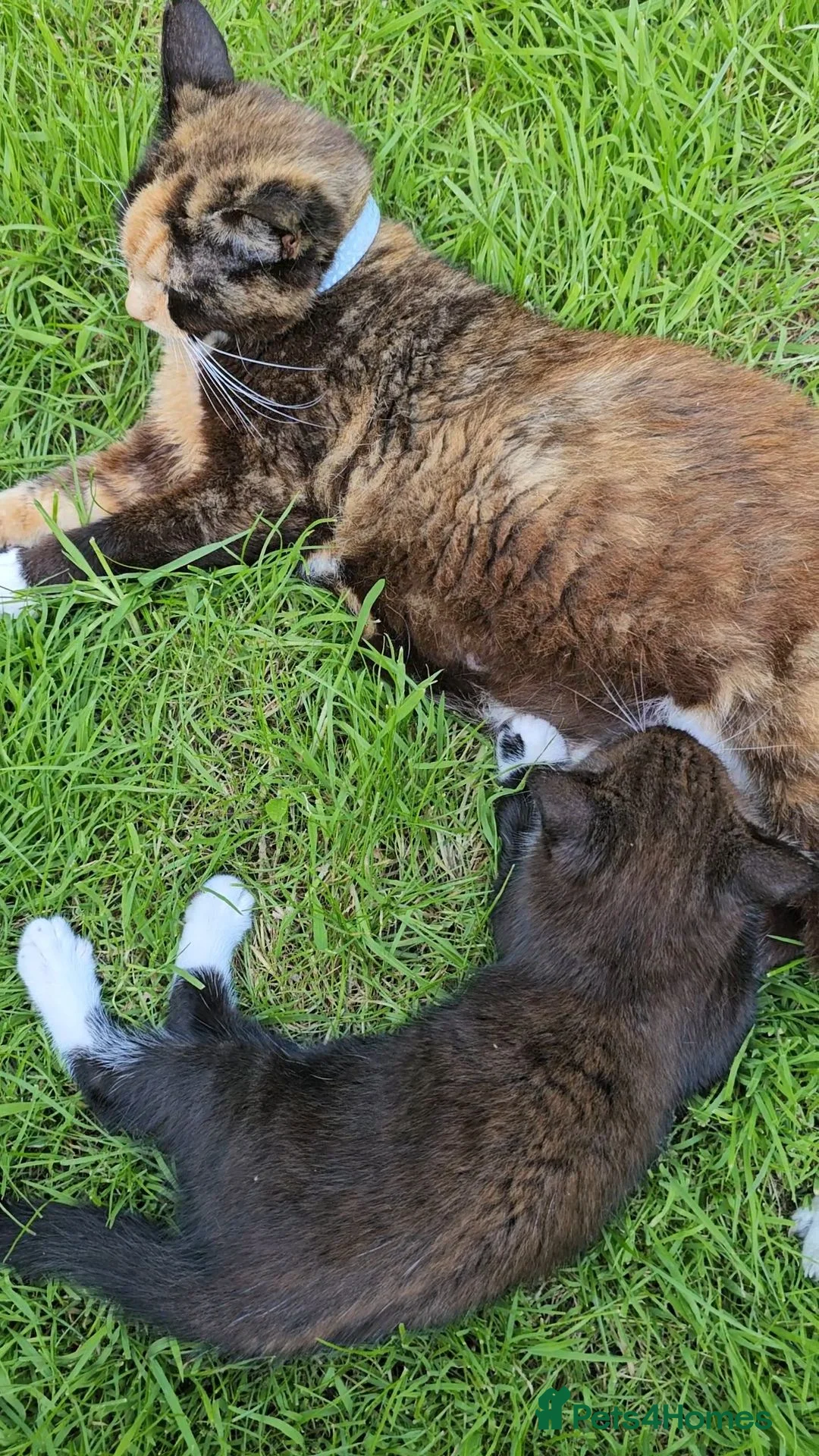 Mixed Breed cats for sale: Male kittens - Advert 12