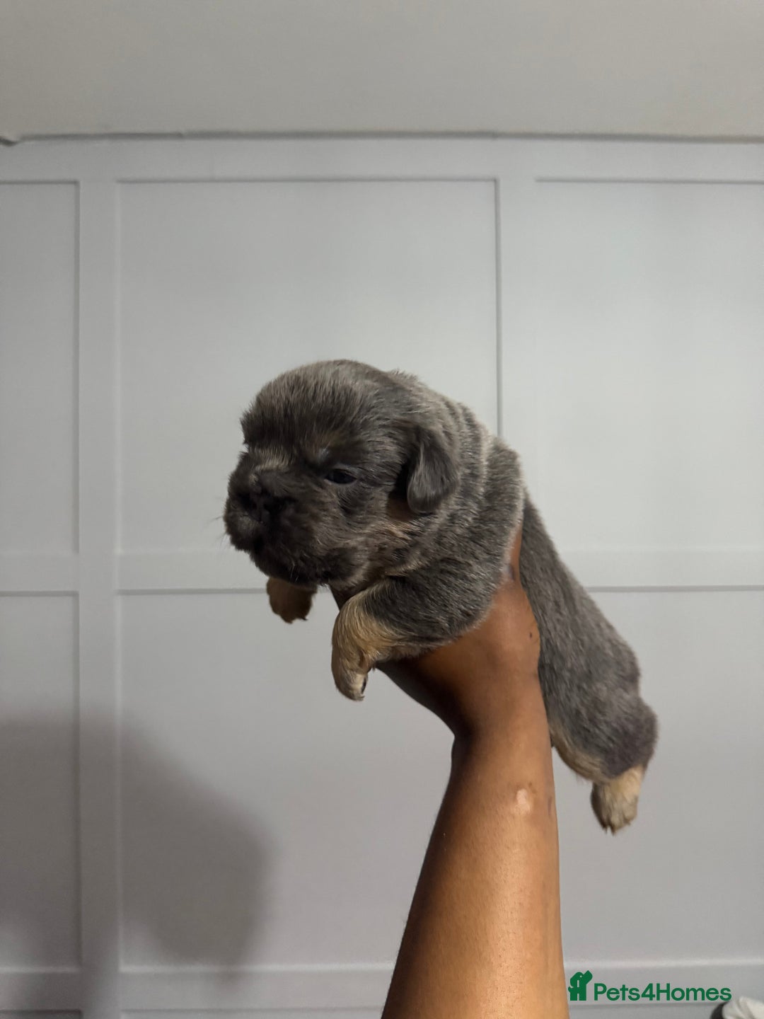 French Bulldog dogs for sale: Lilac & tan fluffies/ **  - Advert 9