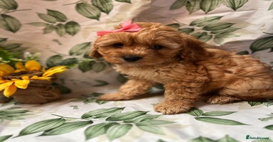 Cavapoo dogs - Advert 4