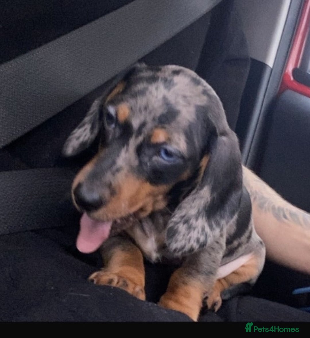 Dachshund dogs for sale: Dachund pup for sale  - Advert 1