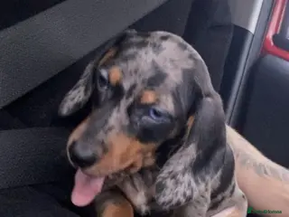 Dachshund dogs Dachund pup for sale - Advert 4