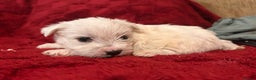 West Highland Terrier dogs for sale: West highland puppies - Advert 32