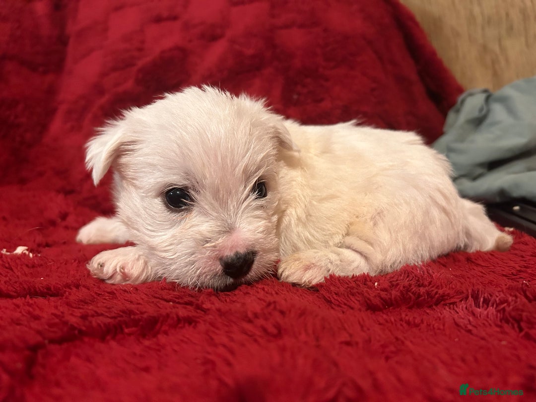 West Highland Terrier dogs for sale: West highland puppies - Advert 32