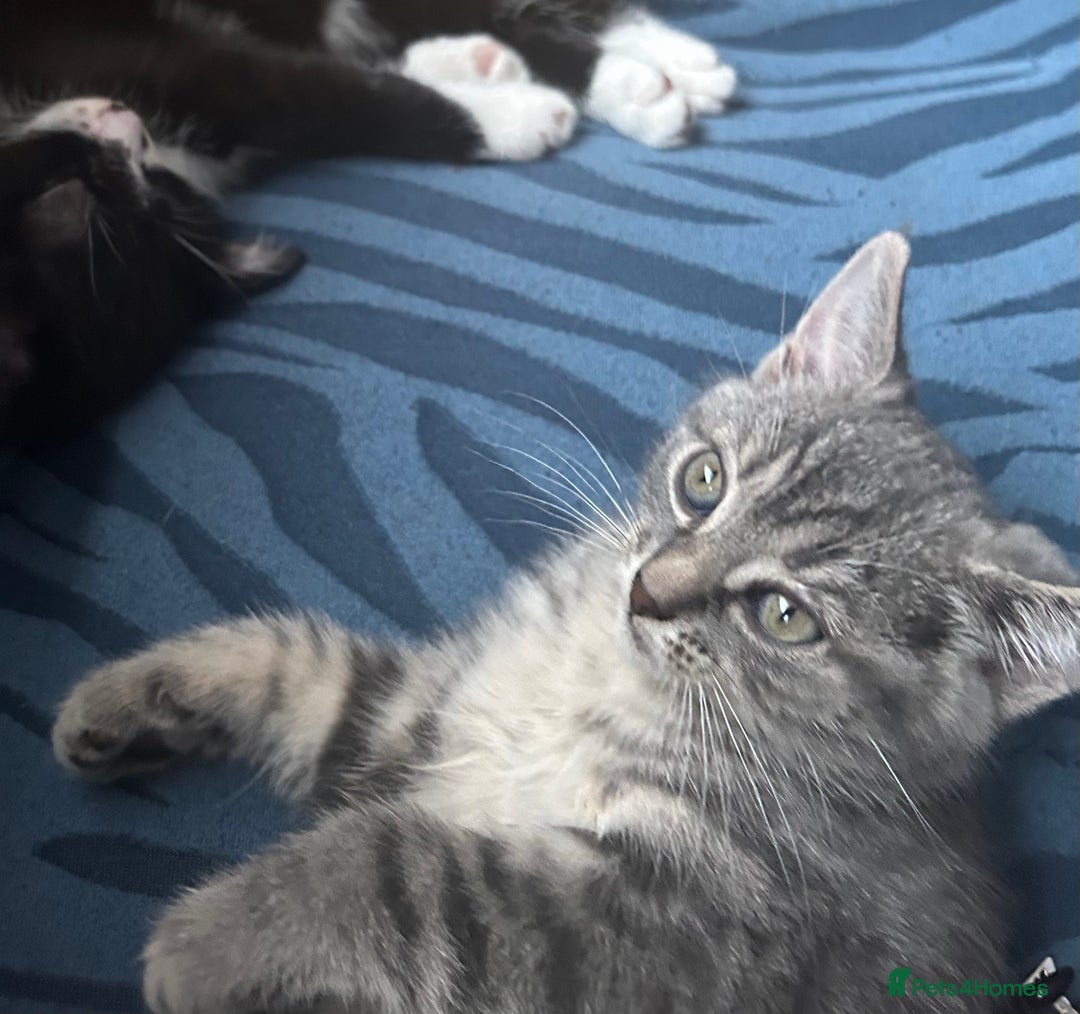 Mixed Breed cats for sale: Cheeky kittens - Advert 3