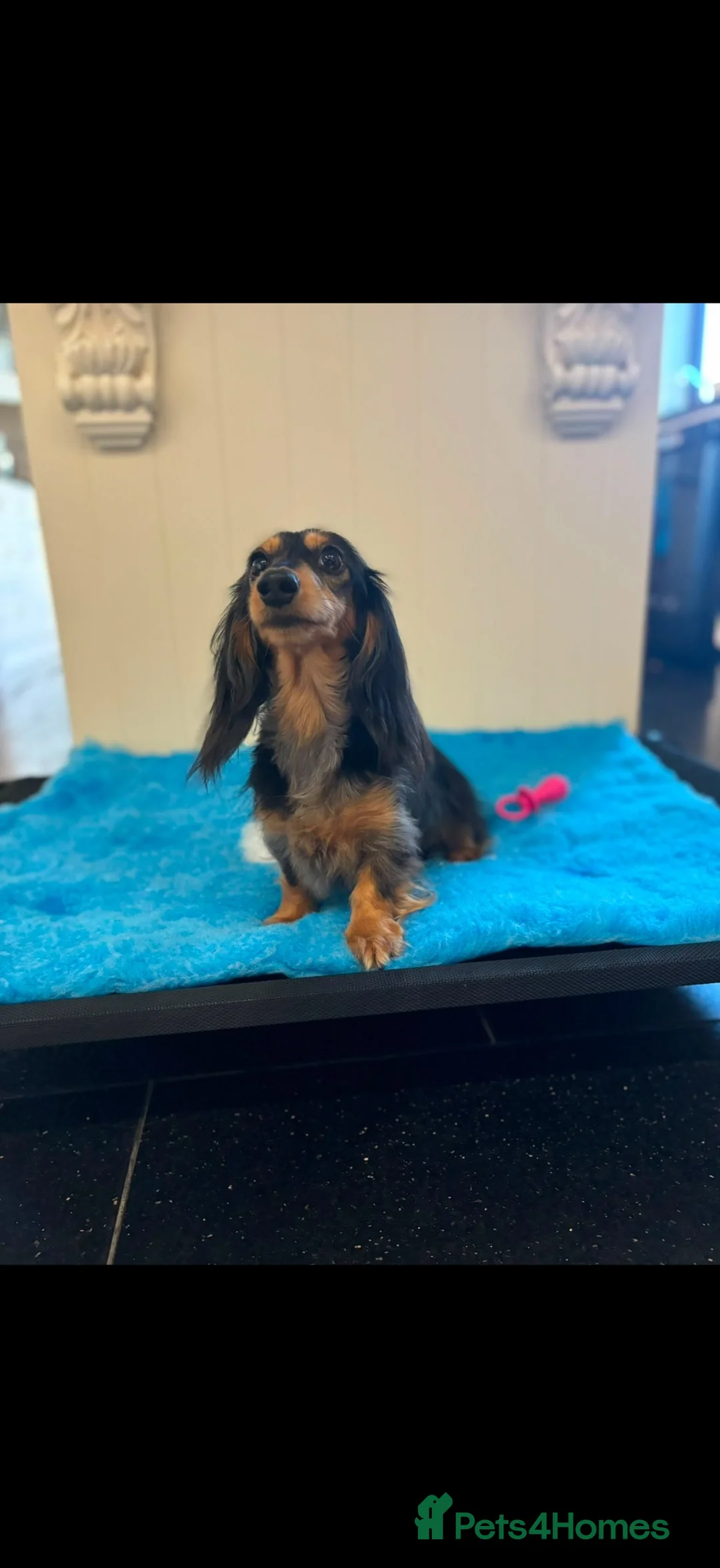 Miniature Dachshund dogs for sale: Tiny dachshunds babies ready now!  - Advert 2