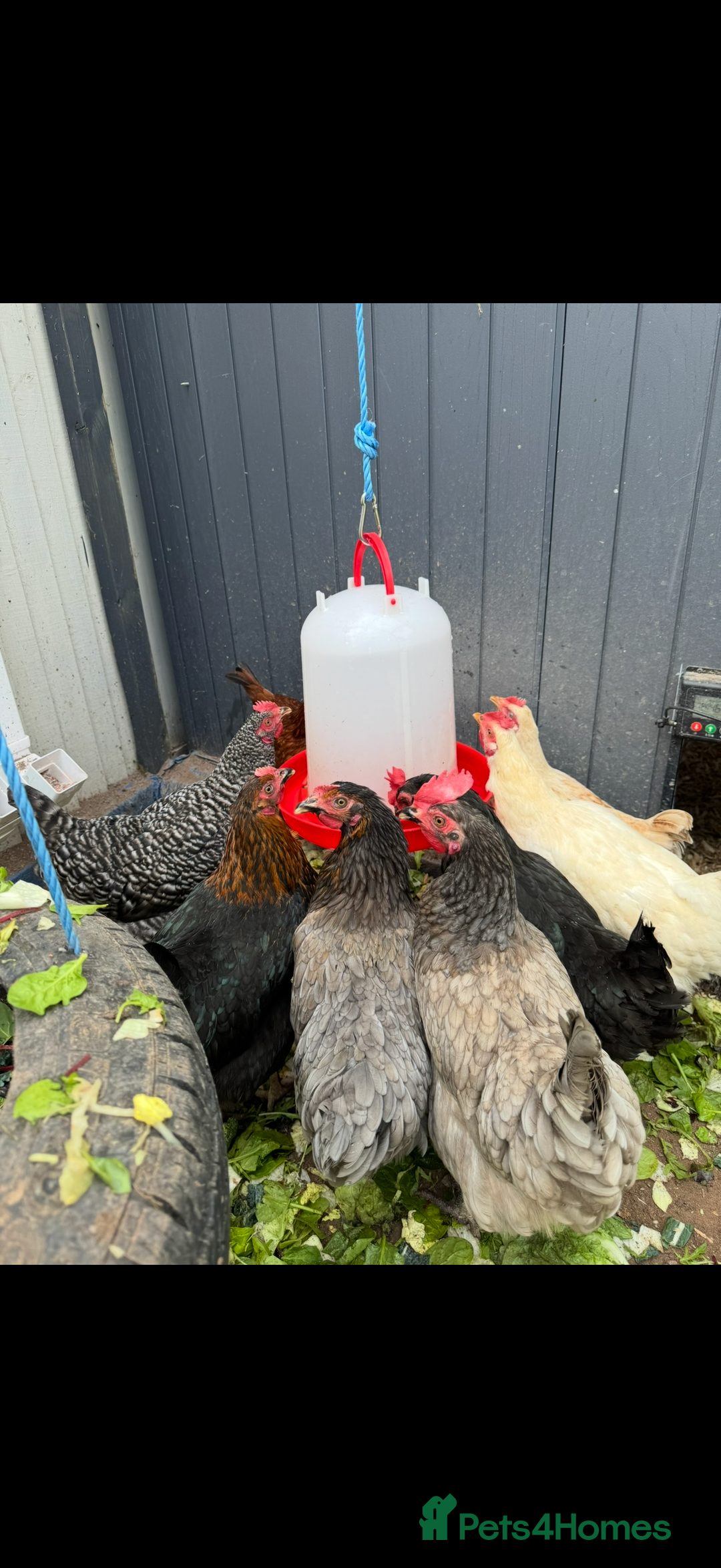 Chickens poultry for sale: Free 10 chickens  - Advert 1