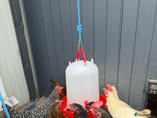 Chickens poultry Free 10 chickens - Advert 1