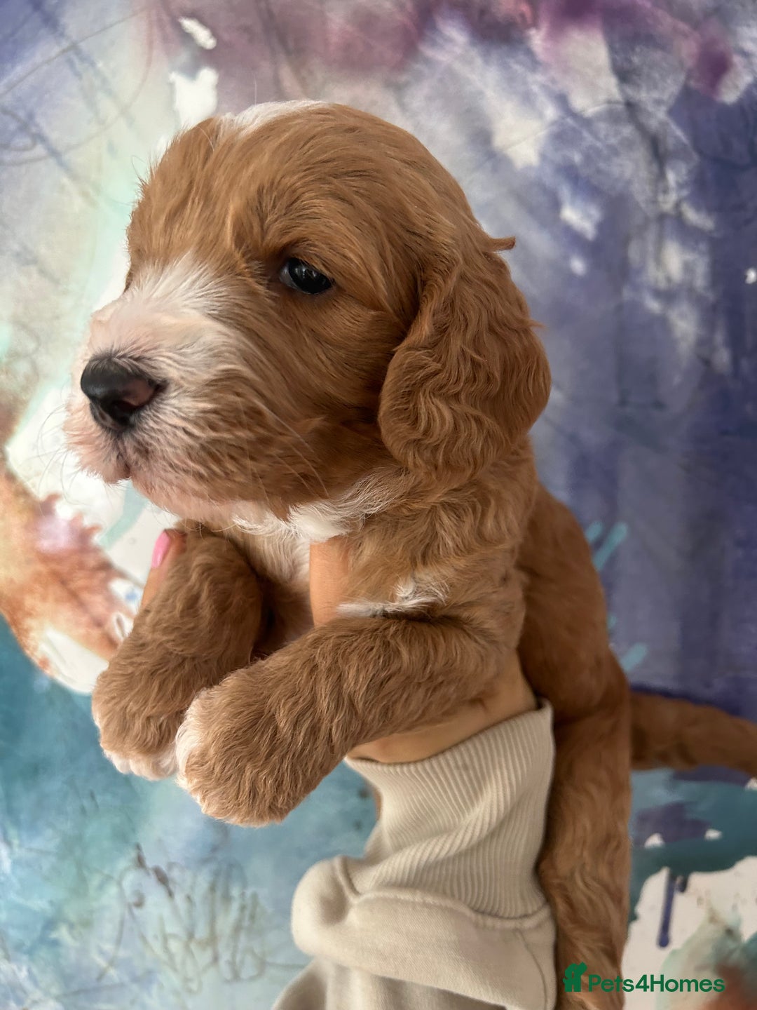 Labradoodle dogs for sale: Multigenerational Miniature Labradoodles - Image 9