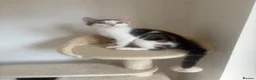 Mixed Breed cats for sale: 1 female mixed bengal kitten ready to go  - Advert 2