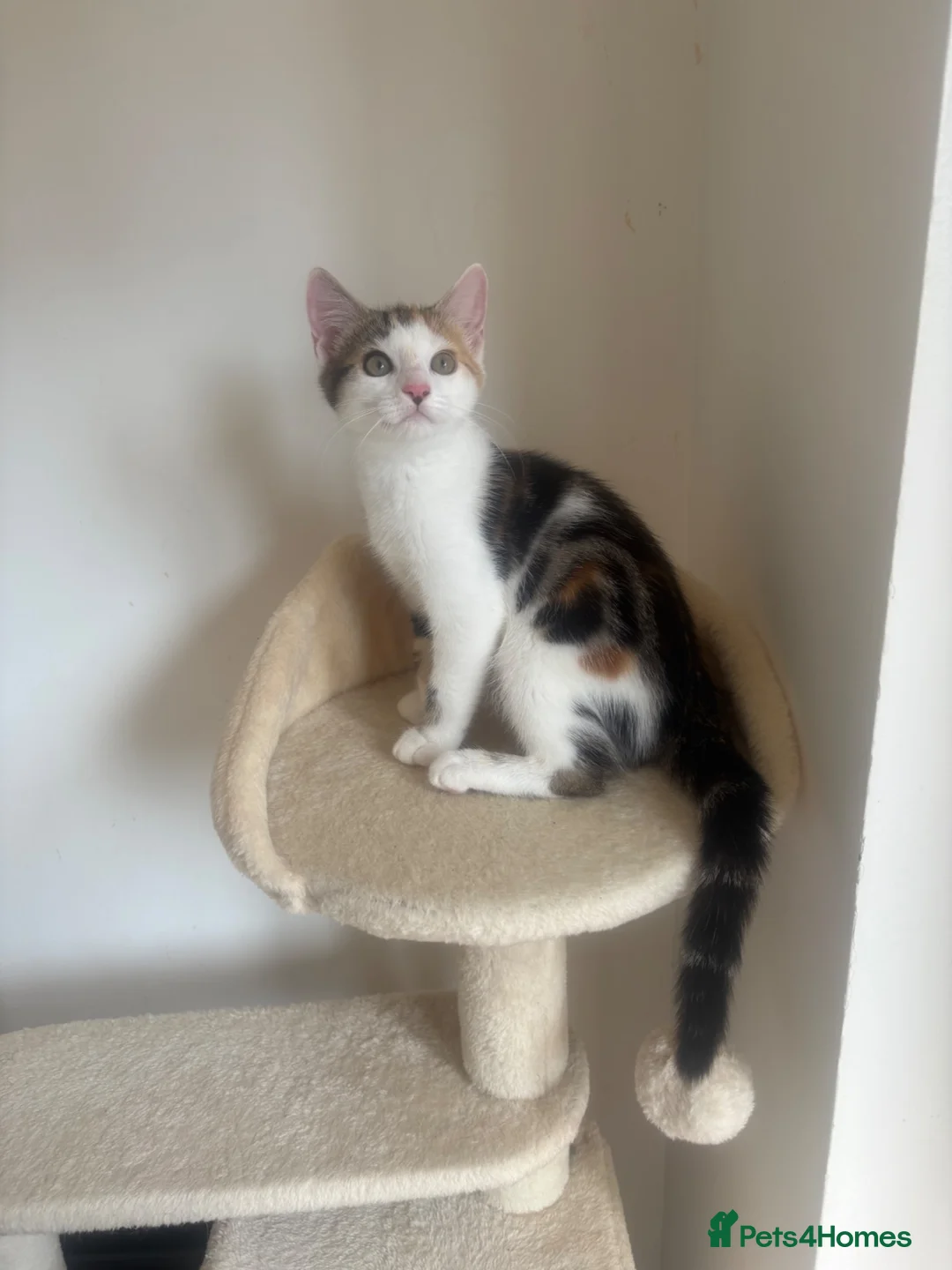 Mixed Breed cats for sale: 1 female mixed bengal kitten ready to go  - Advert 2