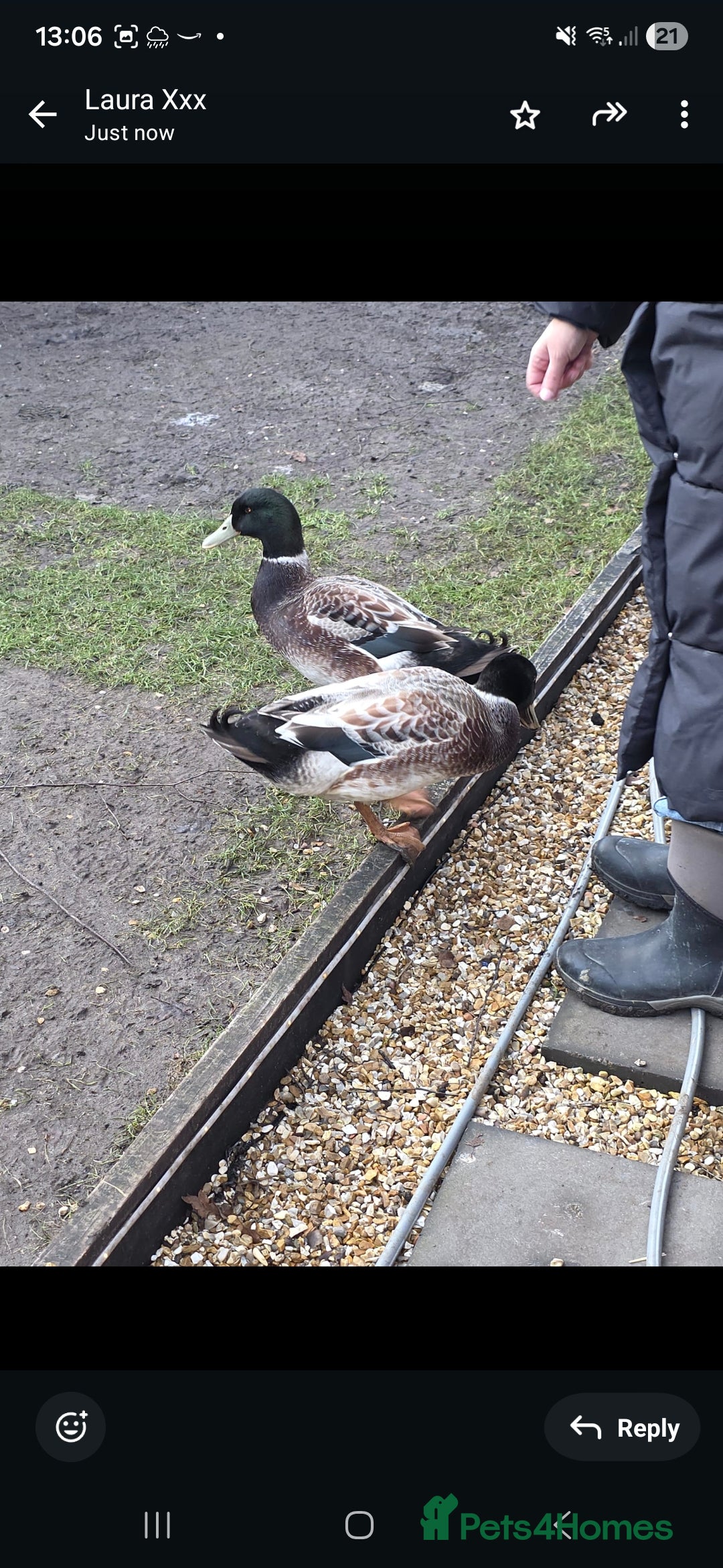 Ducks poultry for sale: 2x make ducks  - Advert 4