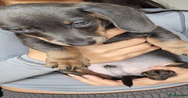 Dachshund dogs - Advert 2