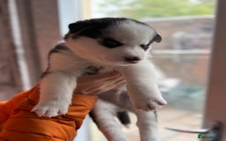 Siberian Husky dogs for sale: Siberian husky puppy’s for sale  - Image 18