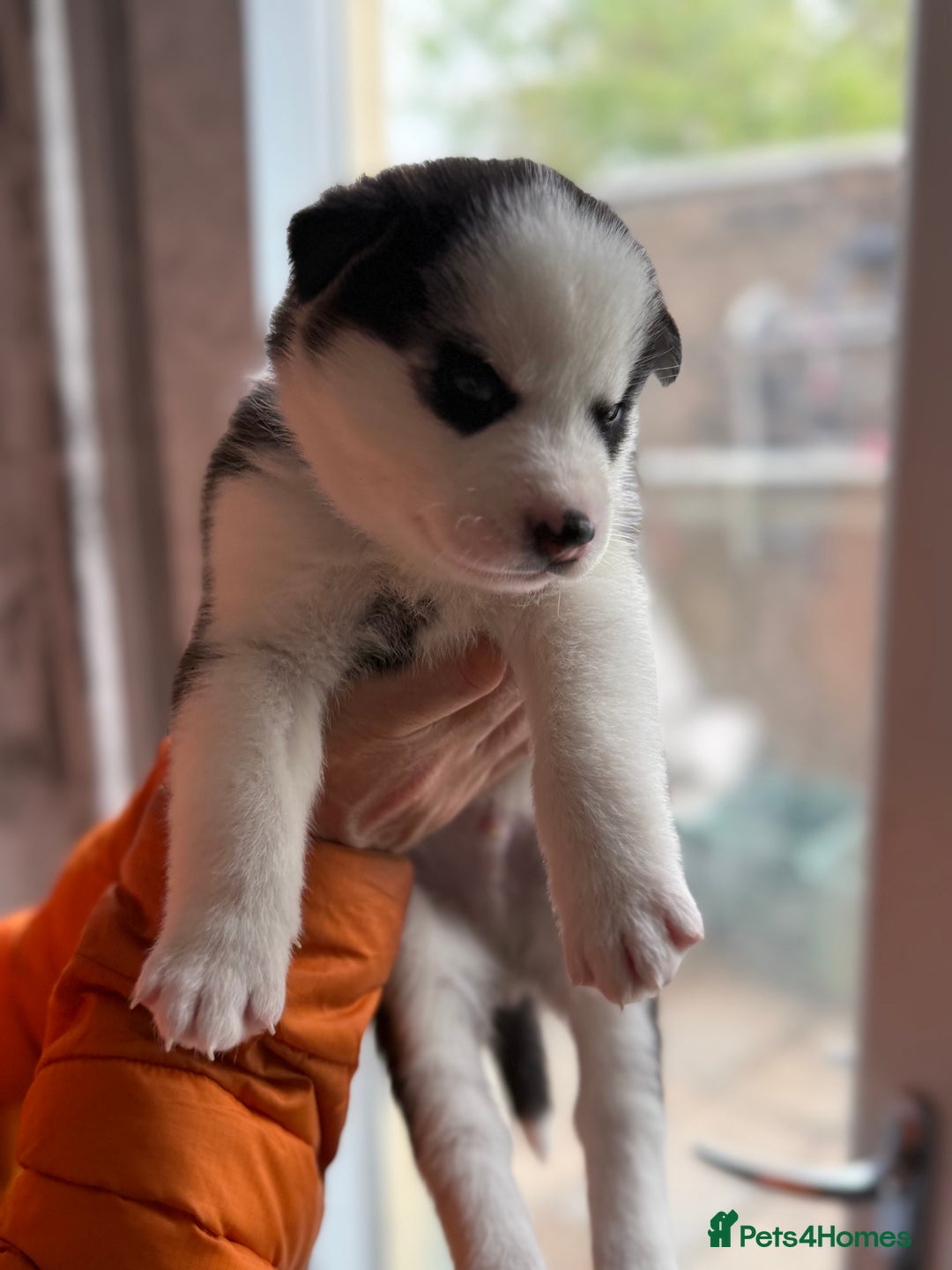 Siberian Husky dogs for sale: Siberian husky puppy’s for sale  - Image 18