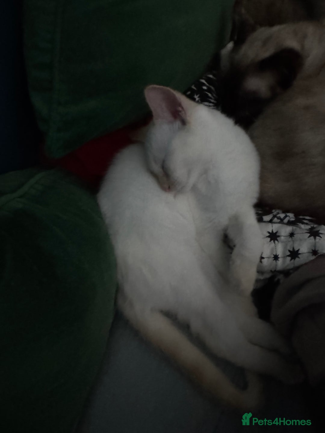 British Shorthair cats for sale: Gorgeous British Shorthair Babies full Flea & Worm - Image 3