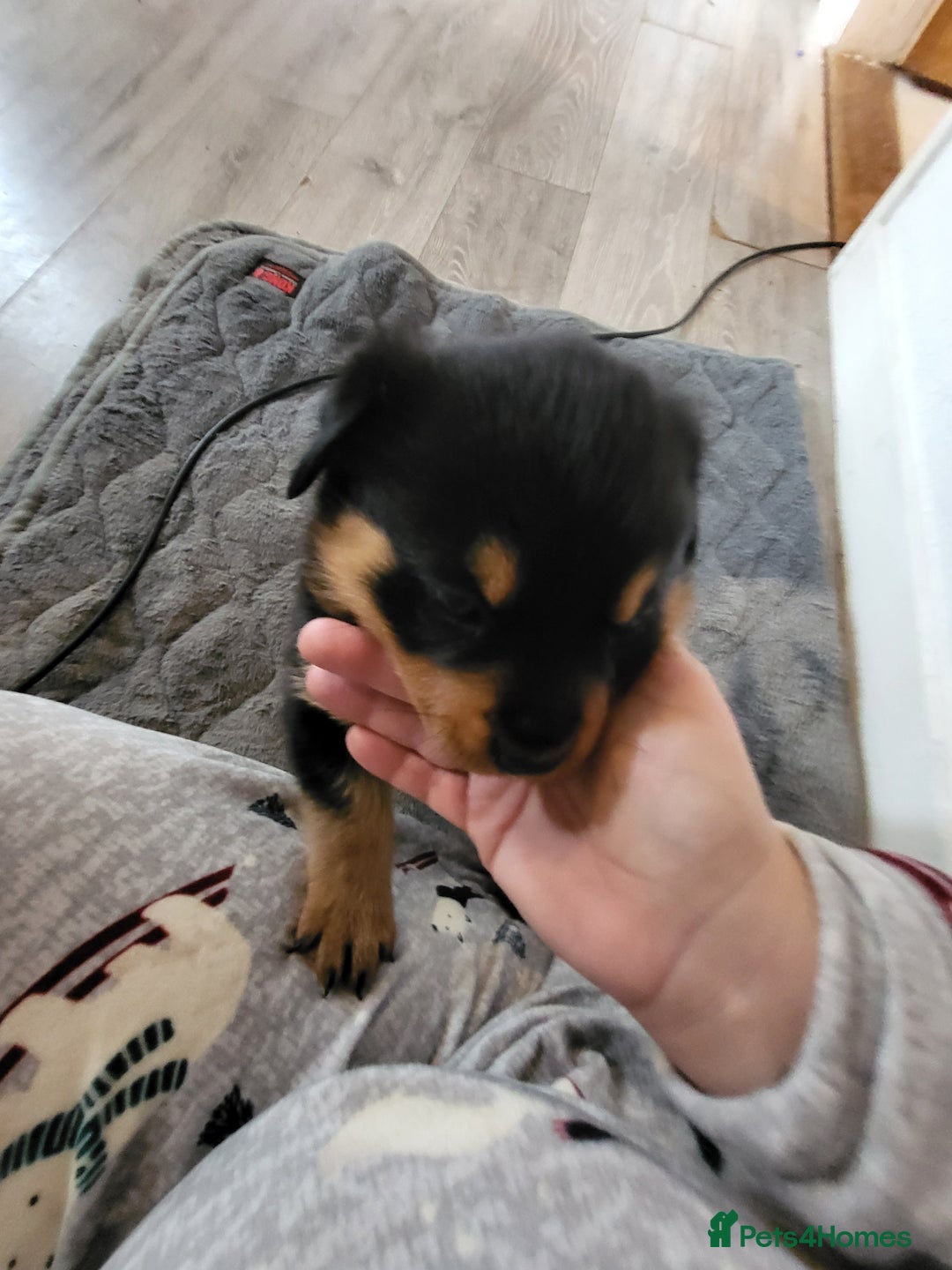 Rottweiler dogs for sale: 1 male 1 female rottweiler  - Image 2