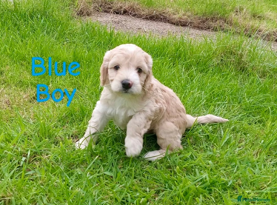 Cockapoo dogs for sale: ⭐️VERY RARE TOY Cockapoo Puppies⭐️🐶 - Image 14