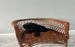 Cockapoo dogs for sale: Cockapoos ready from 10th of November  - Image 17