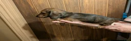 Miniature Dachshund dogs for sale: Red brindle miniature smooth dachshunds  in Swindon - Advert 5