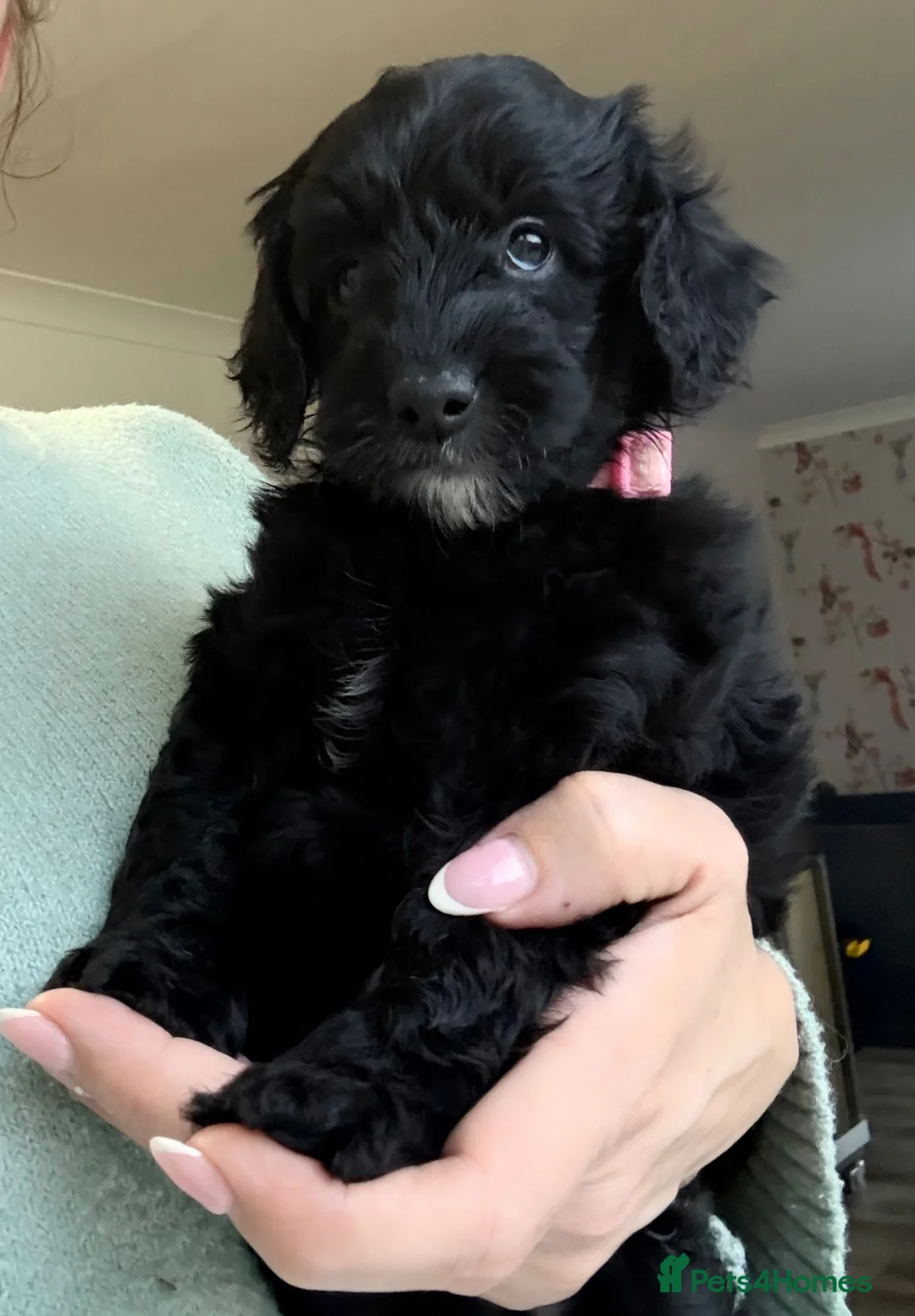 Cavapoo dogs for sale: Adorable F1b Cavapoo’s puppies ready now with 💉💉 - Advert 39