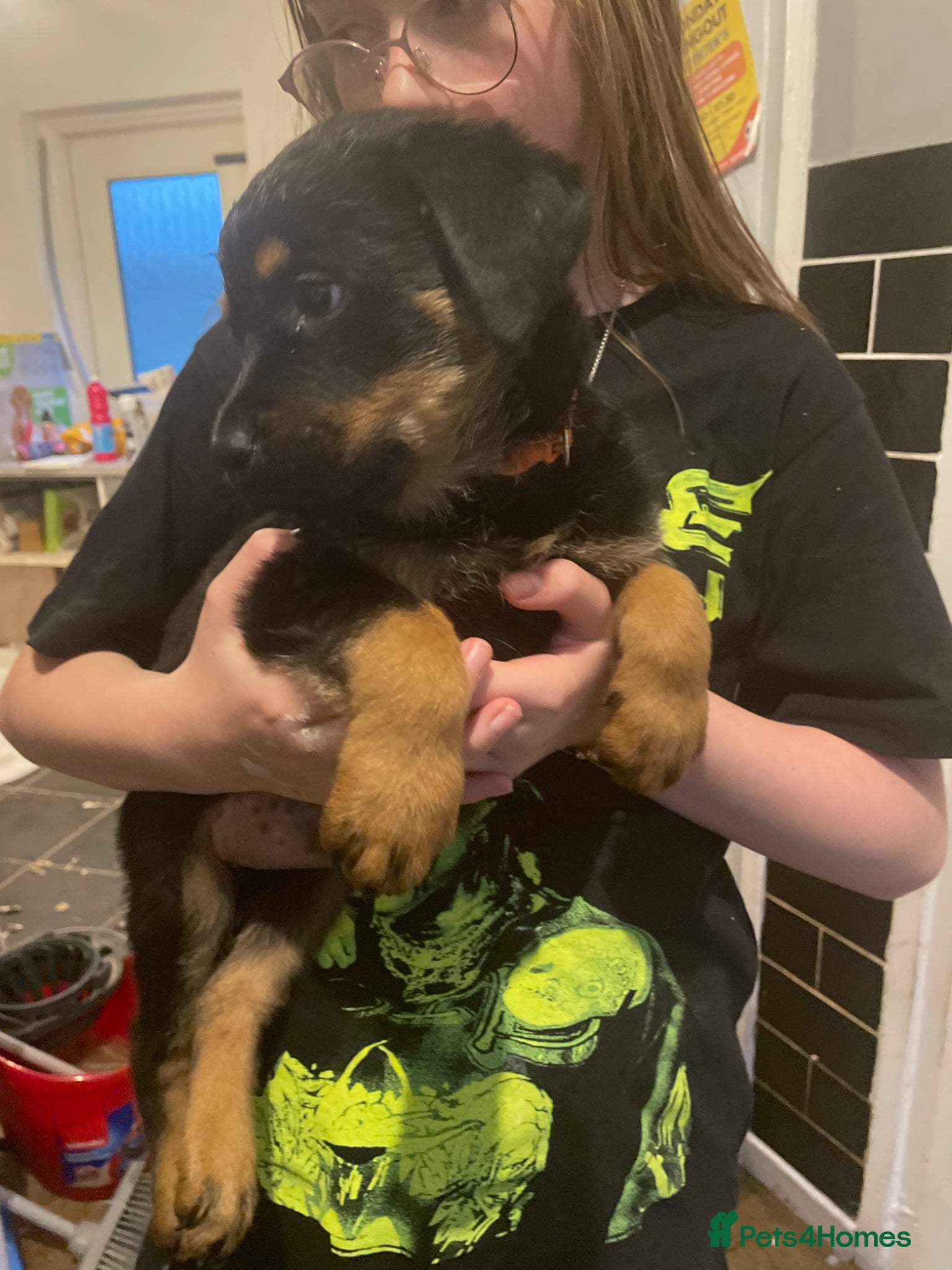 Rottweiler dogs Rottweiler puppies 9 girls 1 boy! - Advert 11