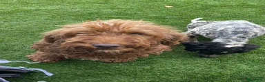 Cockapoo