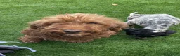 Cockapoo dogs for sale: beautiful cockapoo dog - Advert 1