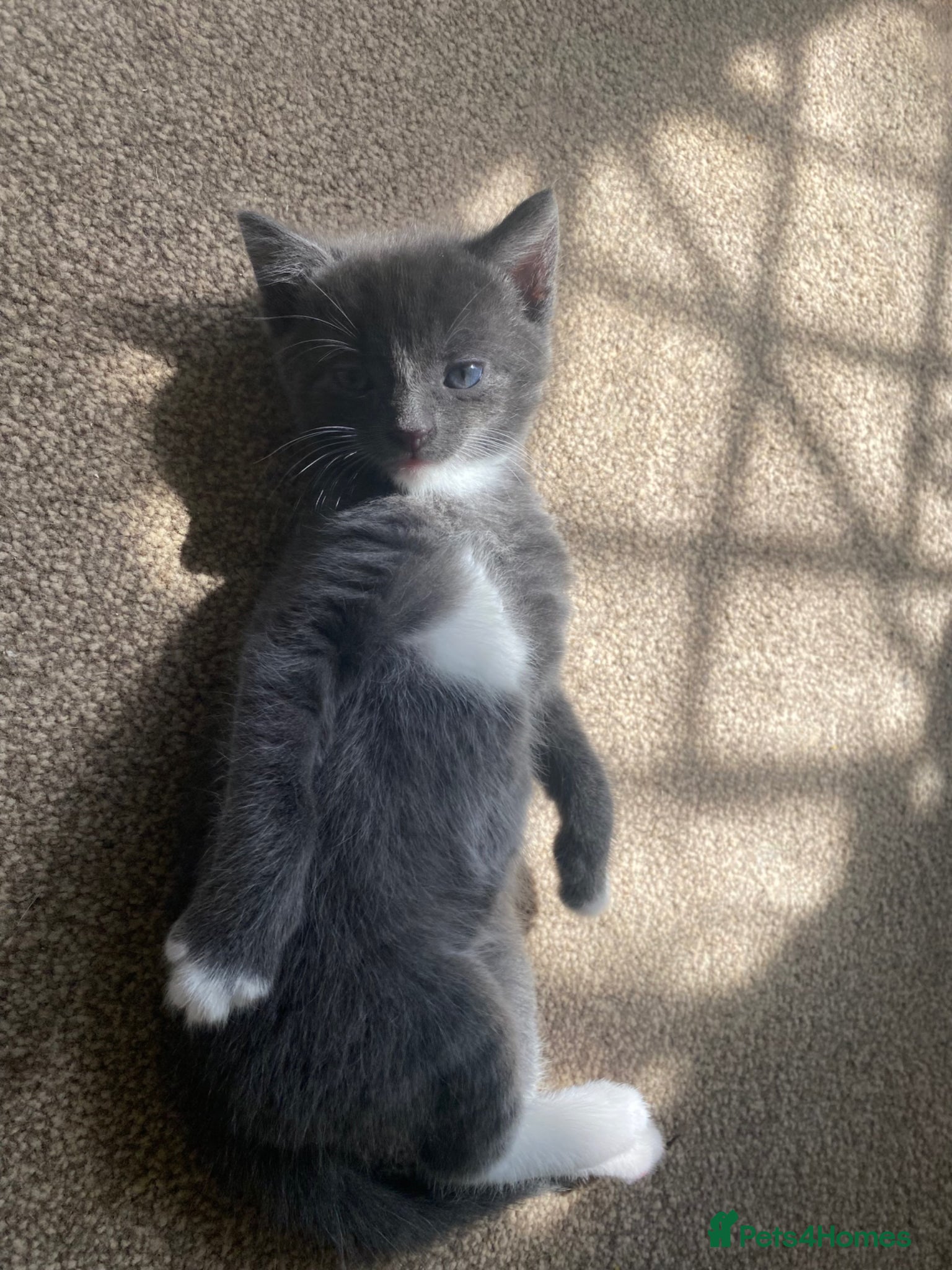 Mixed Breed cats 8wk grey kitten  - Advert 2