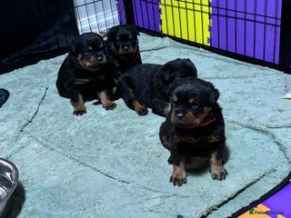 Rottweiler dogs Top Quality KC Health Tested Rottweiler Puppies - Advert 1