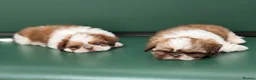 Shih Tzu dogs for sale: Highly Pedigreed Pure Breed Shih Tzu Puppies - Advert 9