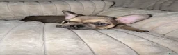French Bulldog dogs for sale: Blue, blue fawn and platinum french bulldog  - Advert 1